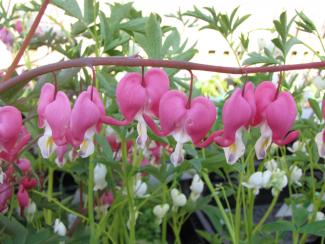 Dicentra spectabilis