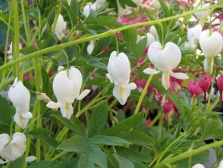 Dicentra spectabilis 'Alba'