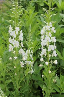 Epilobium angustfolium Album