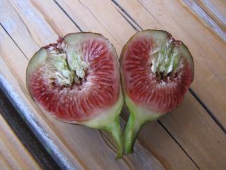 Ficus carica 'Firoma'