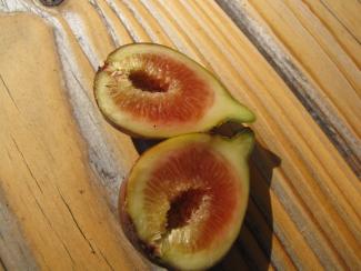 Ficus carica, Standort Karlstadt