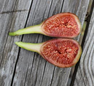 Ficus carica Taurusfeige