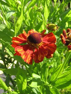 Helenium 'Baudirektor Linne'