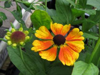 Helenium hybr. 'Sahin's Early Flowerer'®