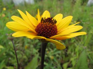 Heliopsis helianthoides var. scabra 'Summer Nights'