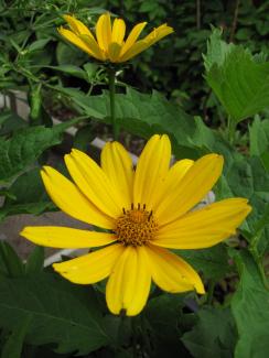 Heliopsis helianthoides var. scabra 'Venus'