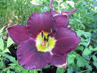 Hemerocallis 'Bela Lugosi'