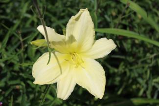 Hemerocallis 'Ice Carnival'
