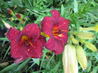 Hemerocallis cult. "Little Joy"