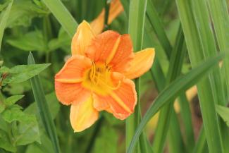 Hemerocallis 'Mandarine'