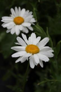 Leucanthemum maximum 'Gruppenstolz'