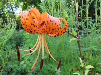 Lilium lancifolium var. splendens