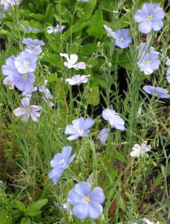 Linum perenne