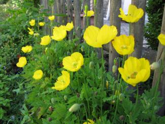 Meconopsis cambrica