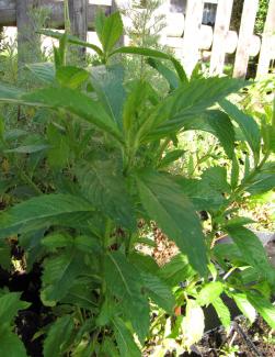 Mentha sp. 'Chartreuse'