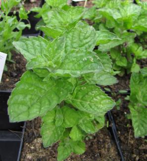 Mentha suaveolens x piperita 'Grapefruitminze'