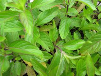 Mentha arvensis var. piparescens 'Japanische Minze'