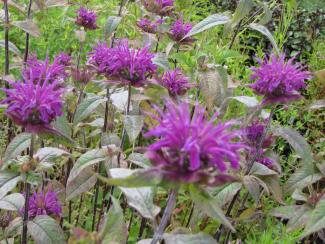 Monarda fistulosa 'Trinity Purple'