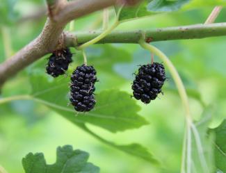 Morus accidosa 'Mulle'