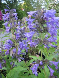 Nepeta x hybr. 'Weinheim Big Blue'