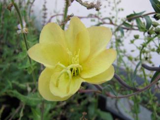 Oenothera odorata 'Sulphurea'