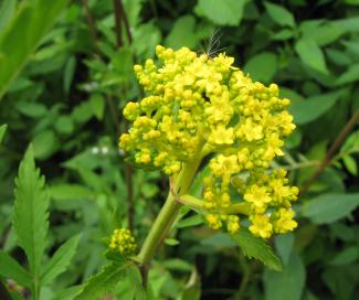 Patrinia scabiosifolia