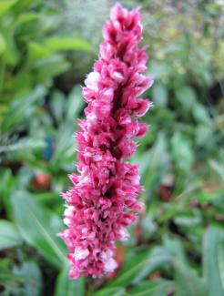 Polygonum bistorta 'Superba'; syn. Bistorta affinis