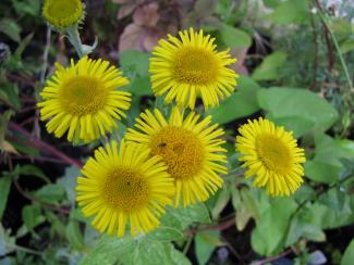 Pulicaria dysenterica