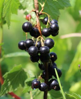 Ribes nigrum 'Ben Sarek'