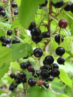 Ribes nigrum Noire de Bourgogne