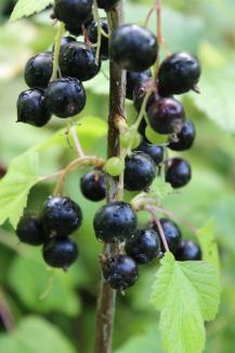 Ribes nigrum 'Rosenthals Langtraubige'