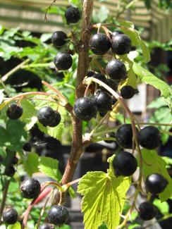 Ribes nigrum Süße Auguste
