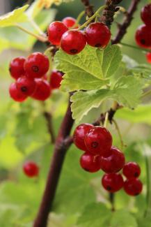 Ribes rubrum 'Jonkher van Tets'