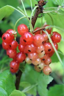 Ribes rubrum 'Heinemanns Rote Spätlese'