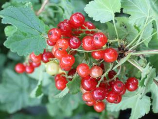 Ribes rubrum 'Prinz Albert'