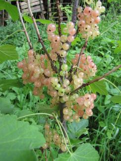Ribes rubrum 'Rosa Helene'