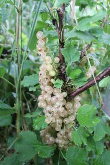 Ribes rubrum Weiße Versailler