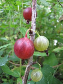 Ribes uva-crispa 'Spinefree Red'