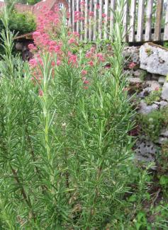 Rosmarinus officinalis 'Miss Jessop's Upright'