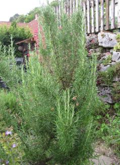 Rosmarinus officinalis 'Miss Jessop's Upright'