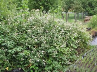 Rubus fruticosus 'Theodor Reimers'