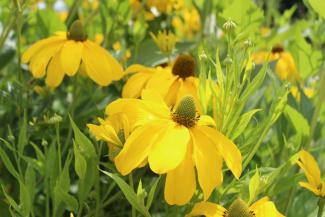 Rudbeckia nitida Juligold