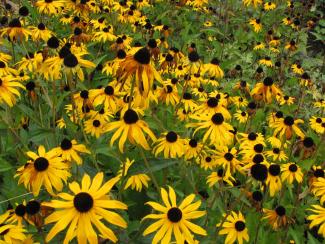 Rudbeckia fulgida var. deamii