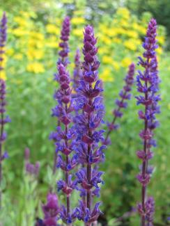 Salvia nemorosa 'Caradonna'