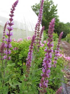 Salvia nemorosa 'Amethyst'