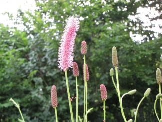 Sanguisorba officinalis 'Blackthorn'