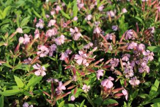 Saponaria lempergii 'Max Frei'