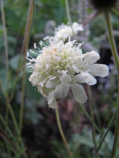 Scabiosa ochroleuca