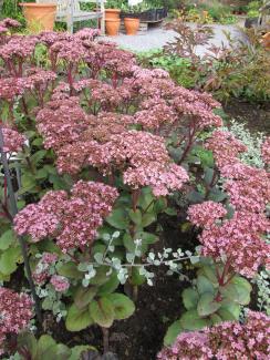 Sedum telephium 'Matrona'