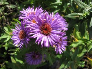 Aster novae-angliae 'Purple Dome'